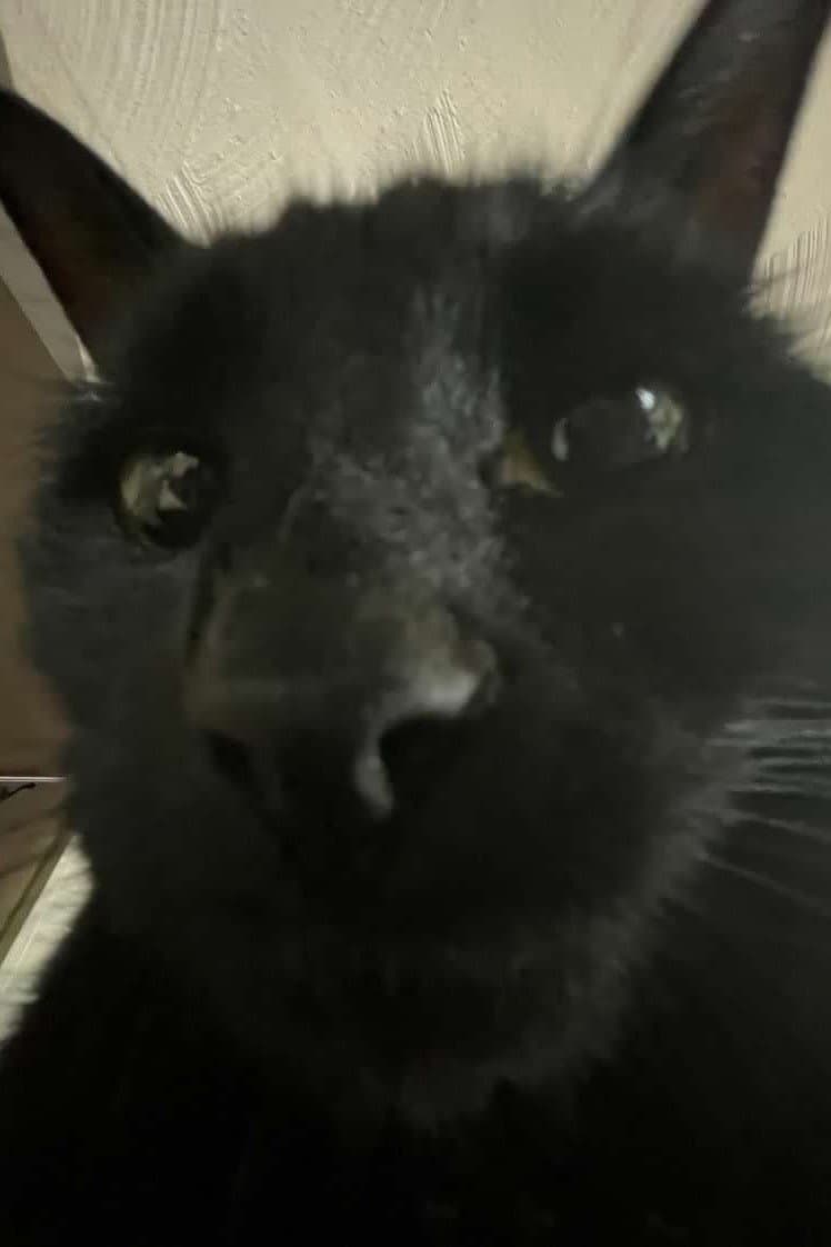 Bagherra The Cat