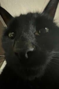 Bagherra The Cat profile